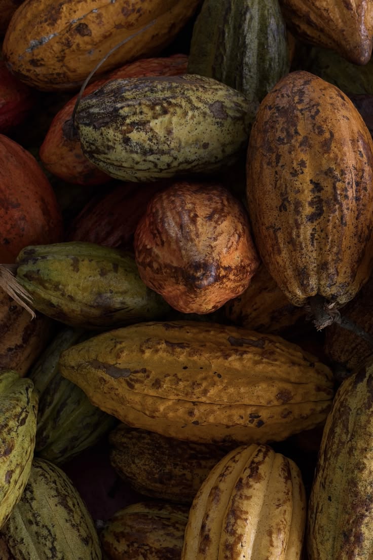 Cacao Balm